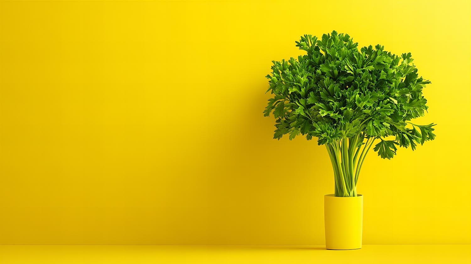Fresh parsley plant in a yellow pot against a vibrant yellow background, representing indoor herb gardening and cultivation tips.