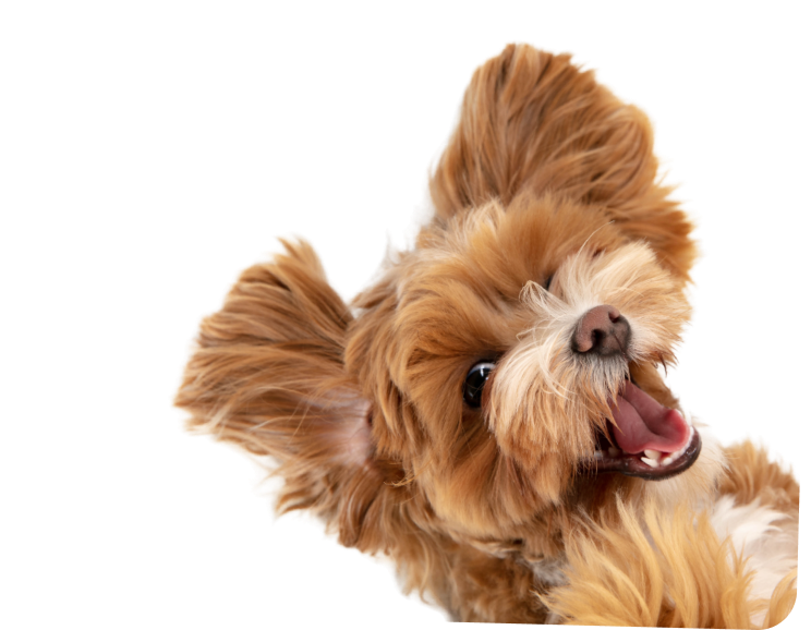 Ветеринарные услуги на дому