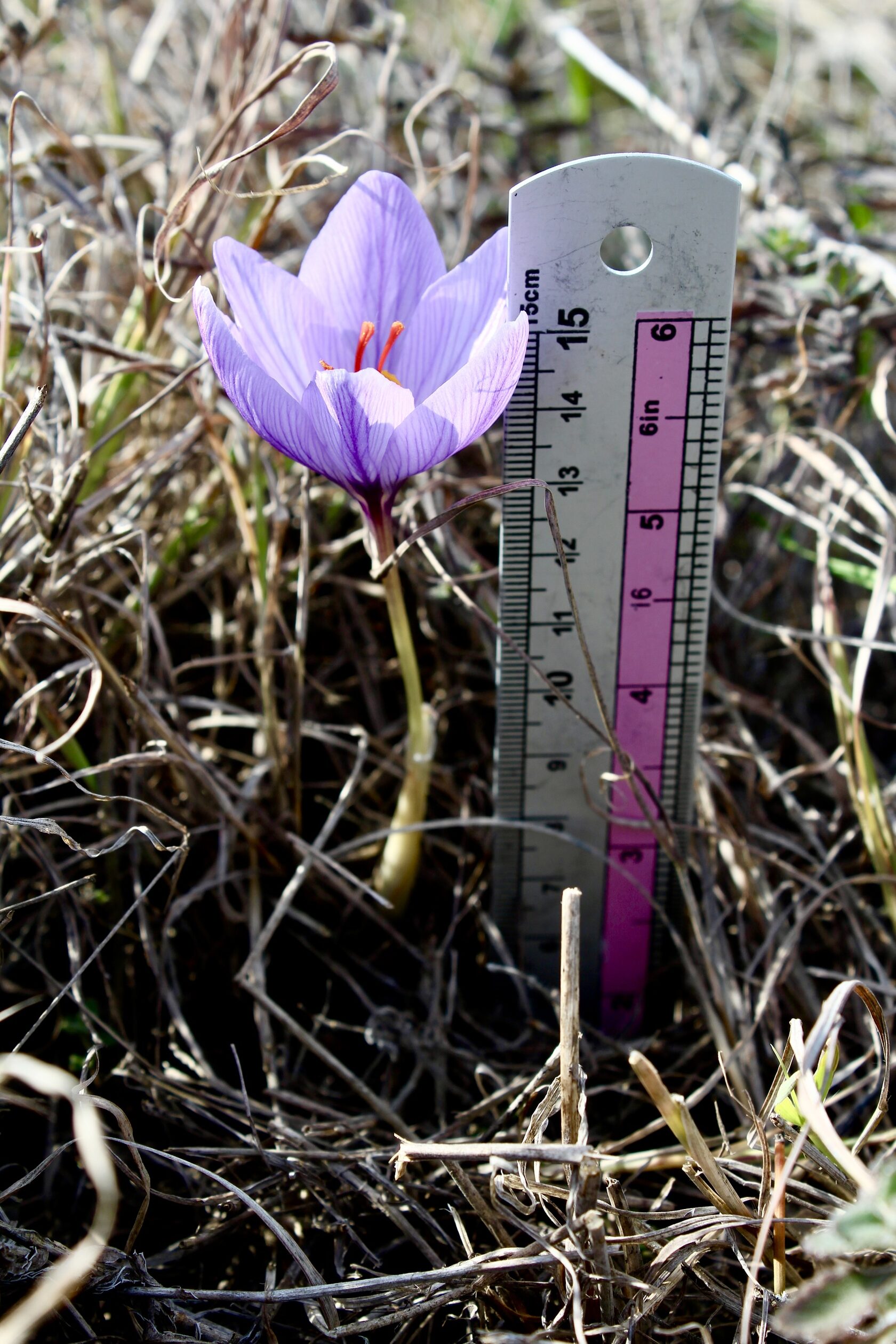 Шафран Палласа