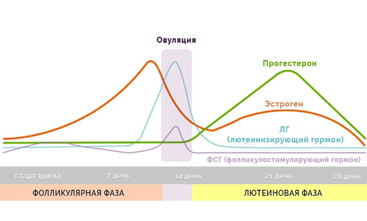 Используя данные диаграммы объясните функцию эстрогена в менструационного цикла