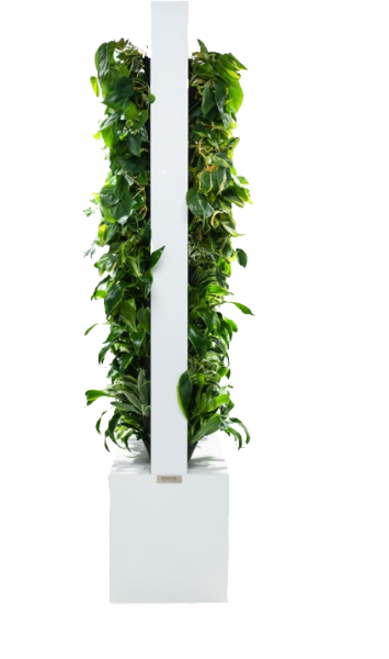 Фитостена двусторонняя