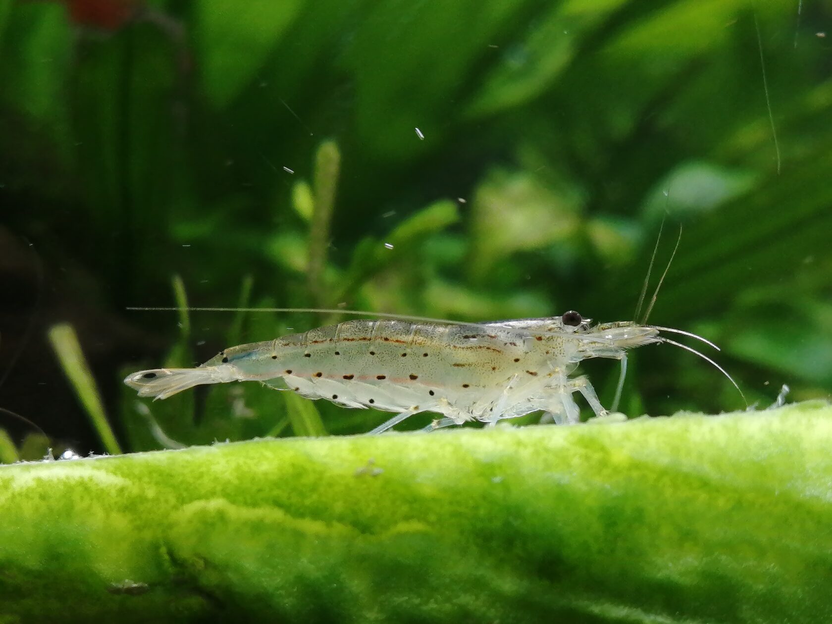 Креветка Амано крупным планом