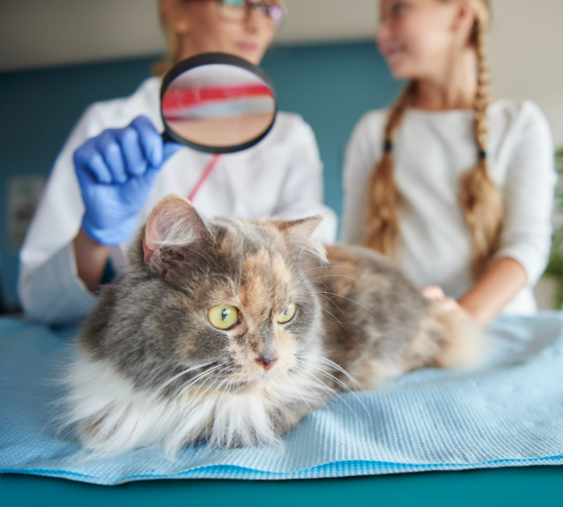 Дерматология животных