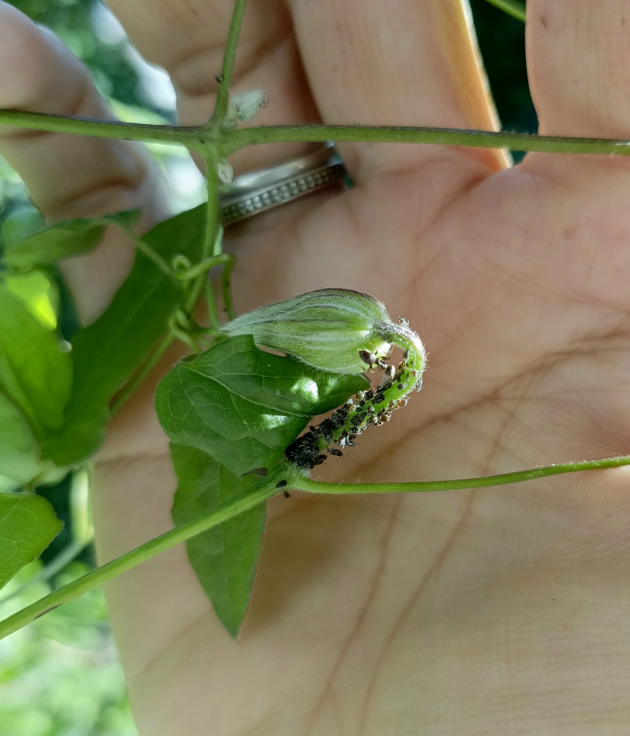 🐜