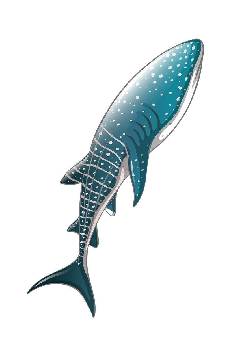 Whale shark card. Китовая акула. Китовая акула рисунок. Китовая акула мультяшная. Китовая акула картинки для детей.