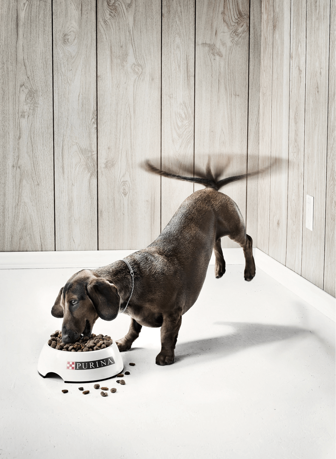 Креативная Реклама корм для собак Purina