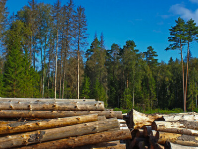 Предприятие по сбору древесины где работают на вилочных погрузчиках Hyundai