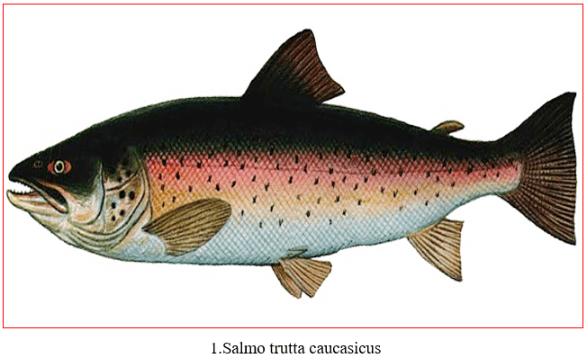 Salmo trutta caucasicus
