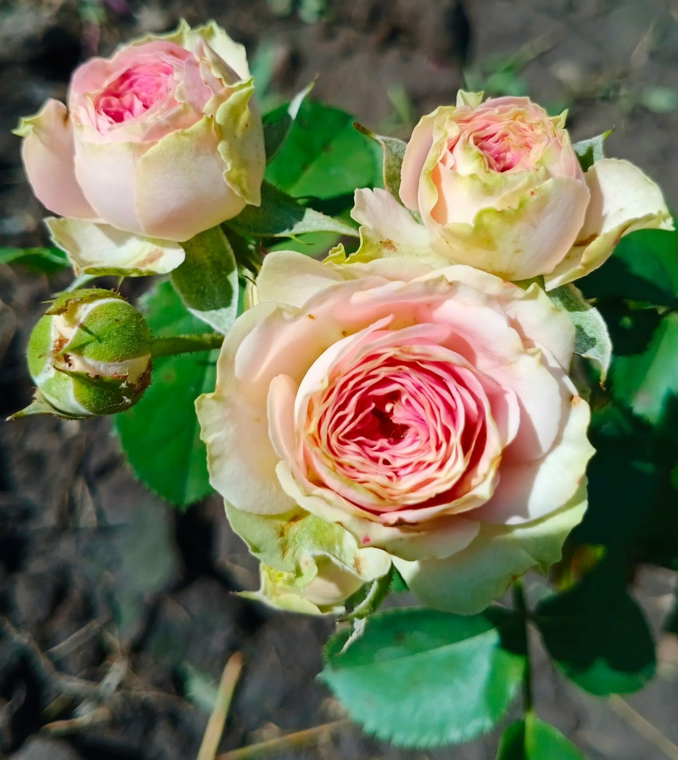 Саженцы розы мими эден купить в Москве по цене от 690 рублей