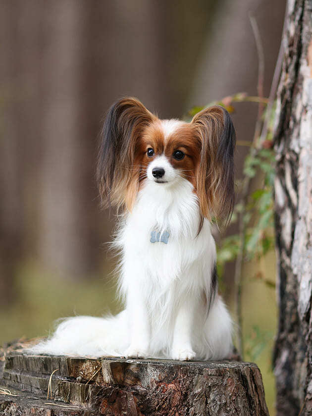 папийон на пеньке в лесу