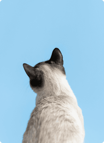 Ветеринарная клиника, ветклиника