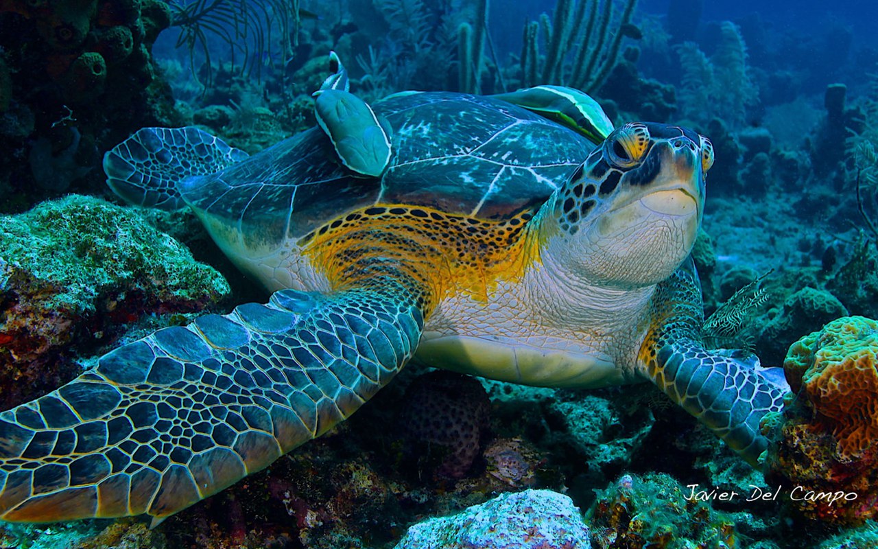 Морские черепахи в Карибском море