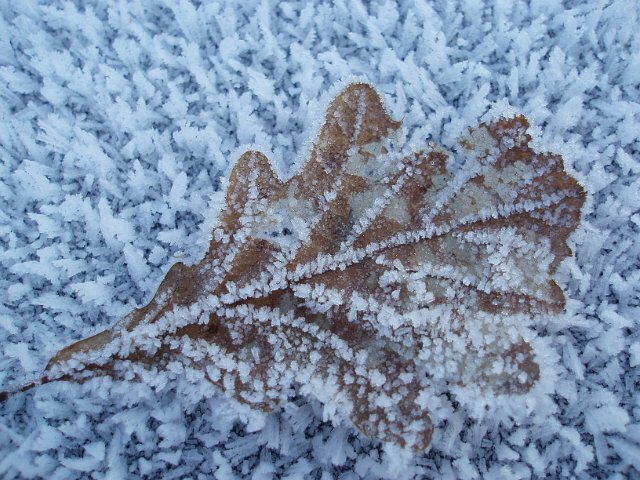 Solitary leaf on a bed of snow. Heavy frost covers the leaf.