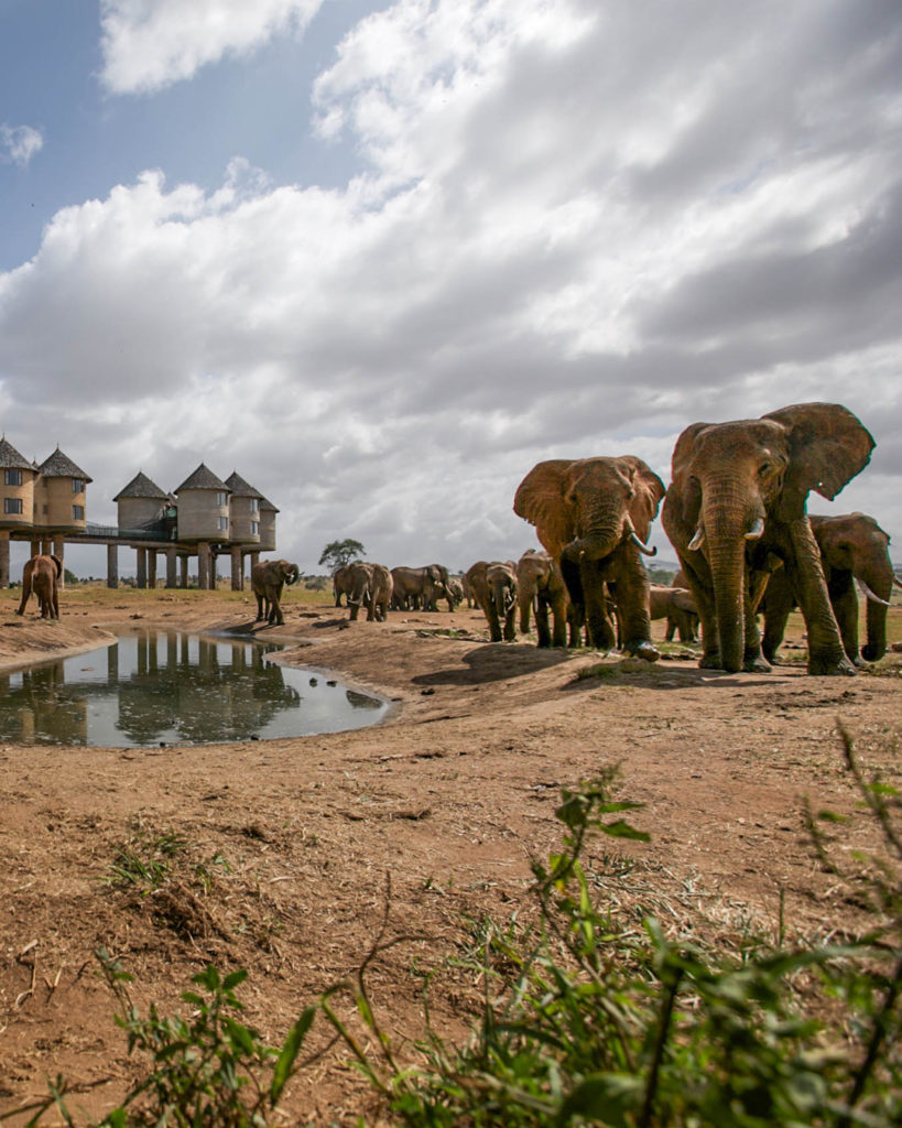 7 день. Амбосели. Переезд в Таита Хиллз.
