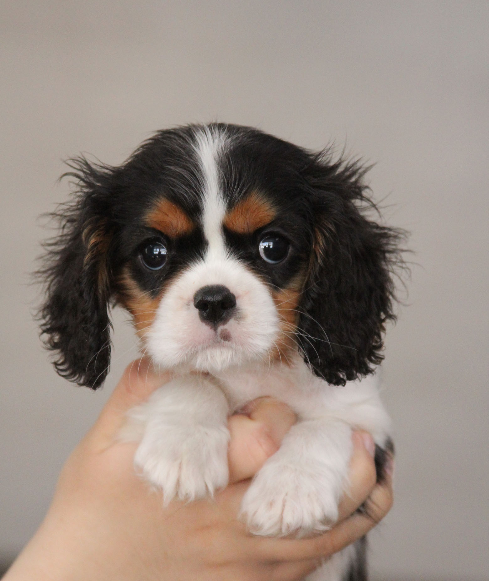 триколор щенок спаниеля