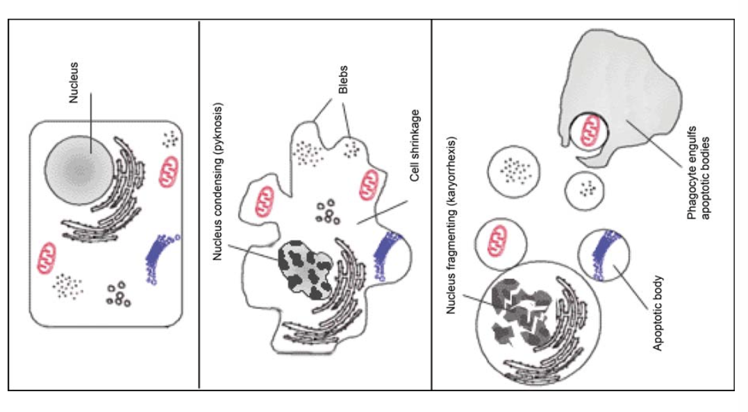 Illustration for the biochemical markers of muscle damage study 2