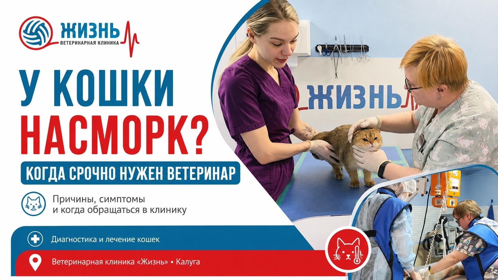 Ветклиника в Калуге Жизнь. Лечение насморка у кошек. 