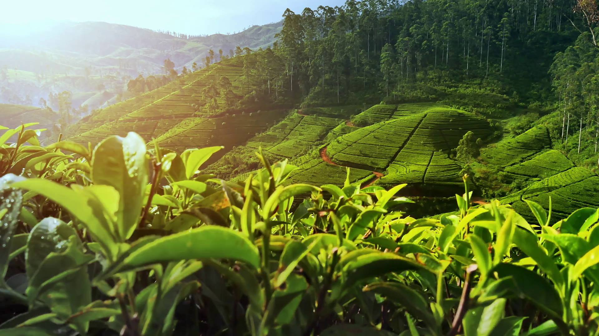 Цейлон Шри Ланка чайные плантации