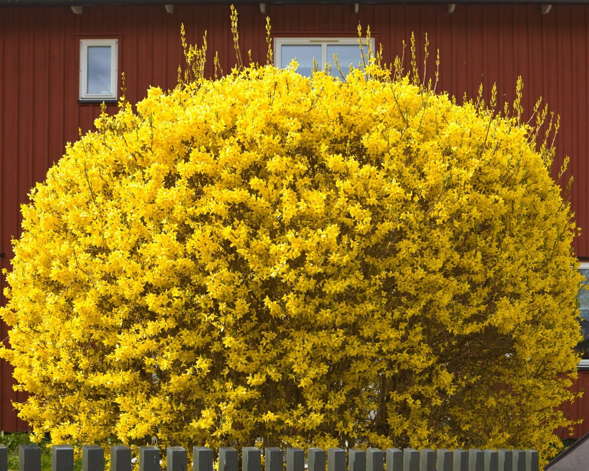Желтый декоративный кустарник фото и название
