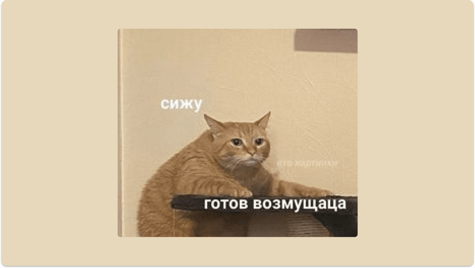 Мем про кота «Готов возмущаца»