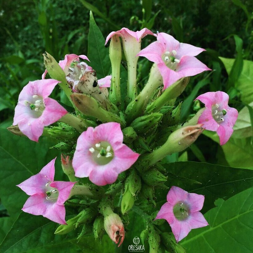 Растение Nicotiana tabacum