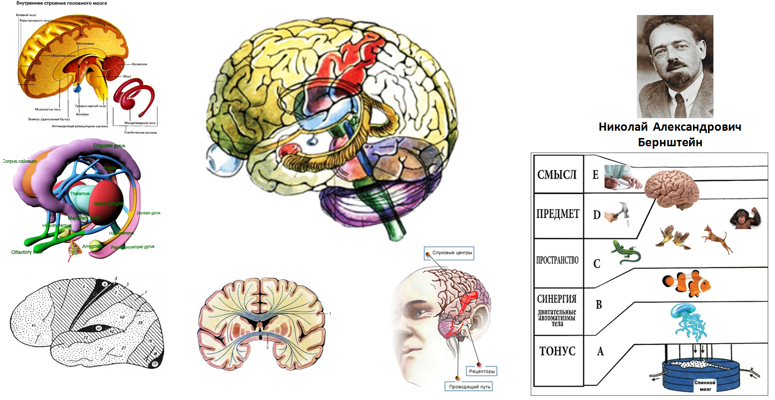 Проведенные на головном мозге. Структуры головного мозга. Строение мозга. Изучение головного мозга. Схема головного мозга.