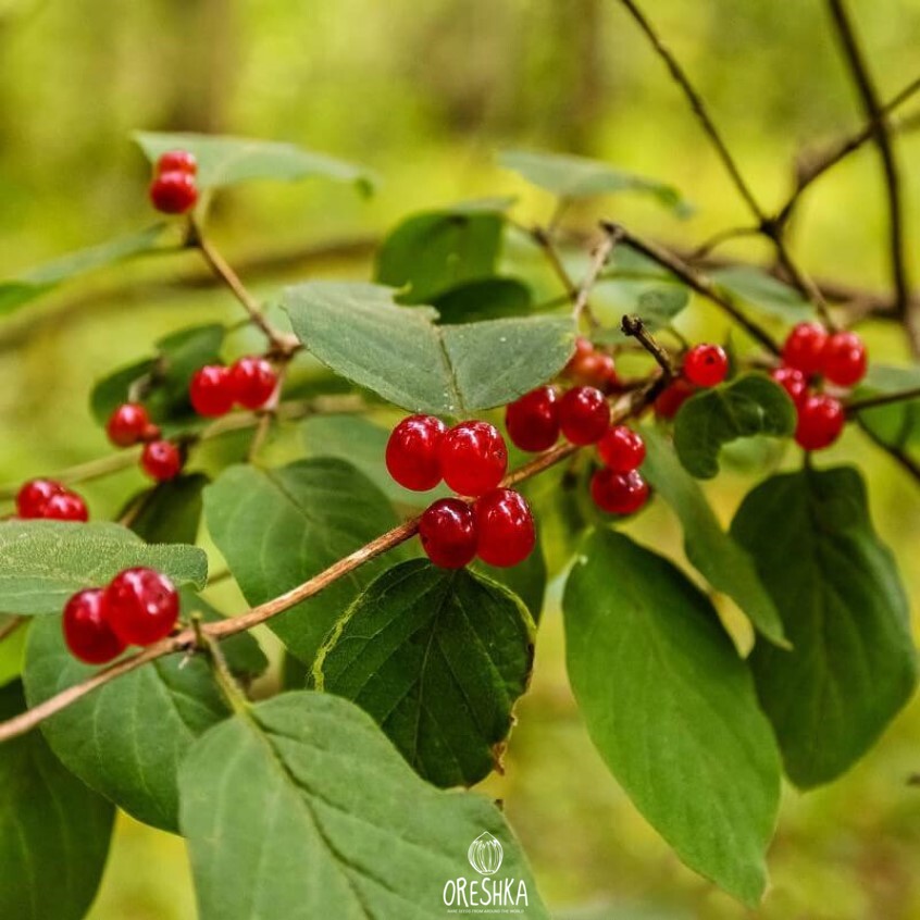 Seeds of Wild honeysuckle (wolfberry) (Lonicera xylosteum) — 15 pcs