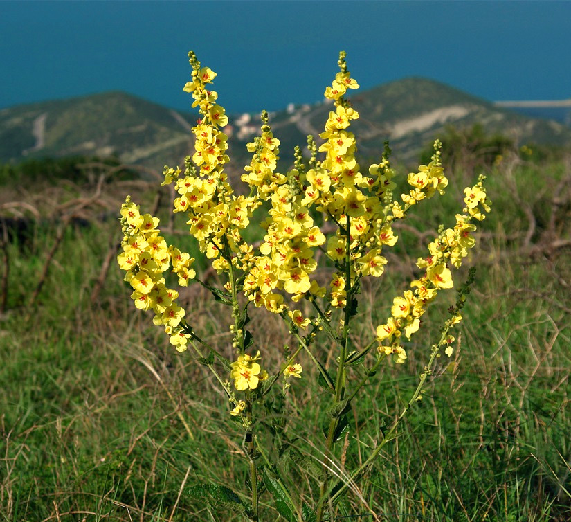 Verbascum Thapsus коровяк обыкновенный