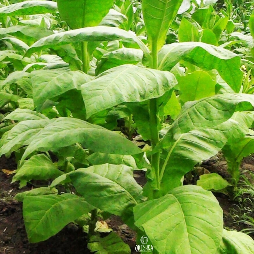 Seeds of Tobacco American 14 (Nicotiana tabacum) — 300 pcs