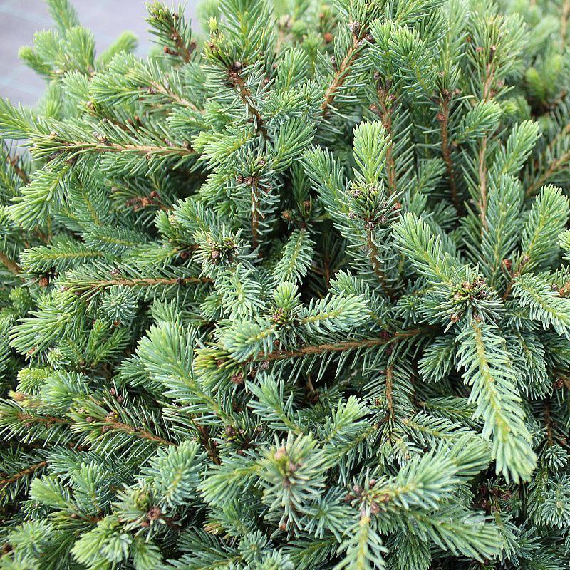 Picea. Ель сизая канадская Picea glauca. Ель сизая/канадская Echiniformis. Picea glauca хвоя. Ель канадская Эхиниформис Picea glauca Echiniformis.