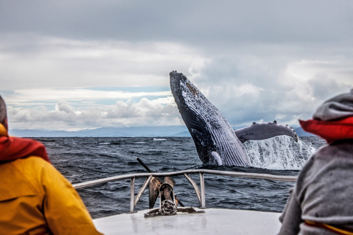 Мурманск Териберка киты