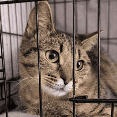 Кошка Юлька