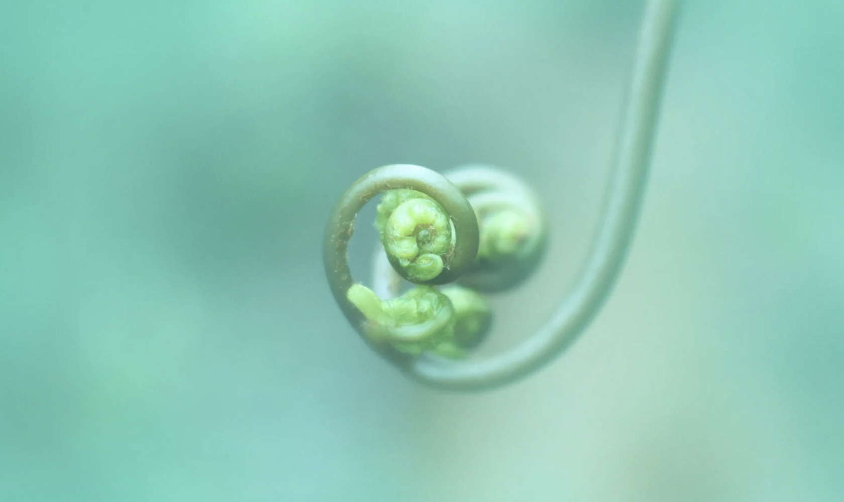 О компании LEENERS BIOTECH