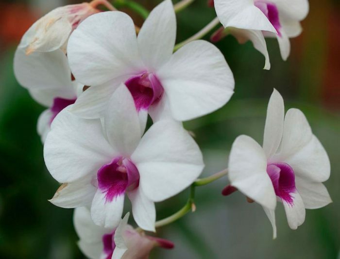 Виды орхидеи дендробиум