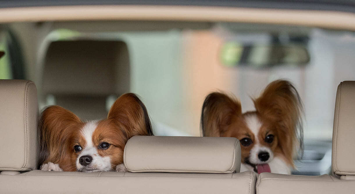 два папийона в автомобиле