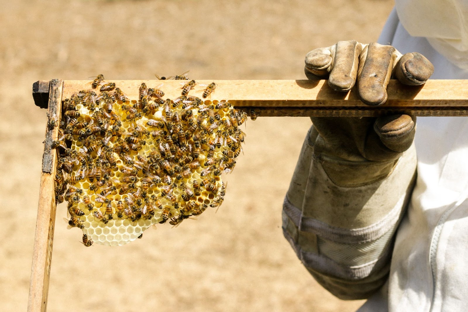 Необходимый уход за пчелосемьями