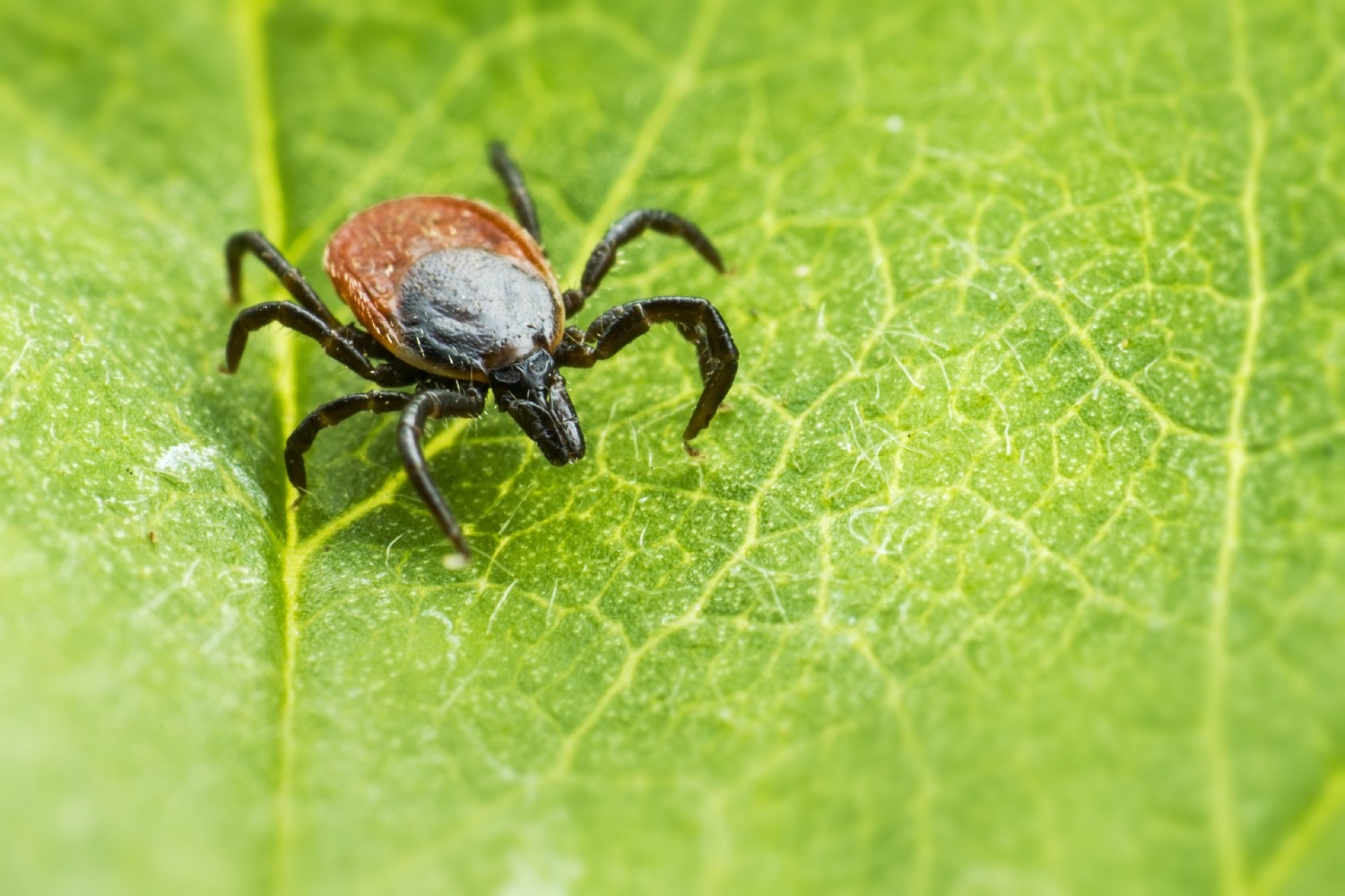 Ixodes Ricinus - клещ собачий черноногий.