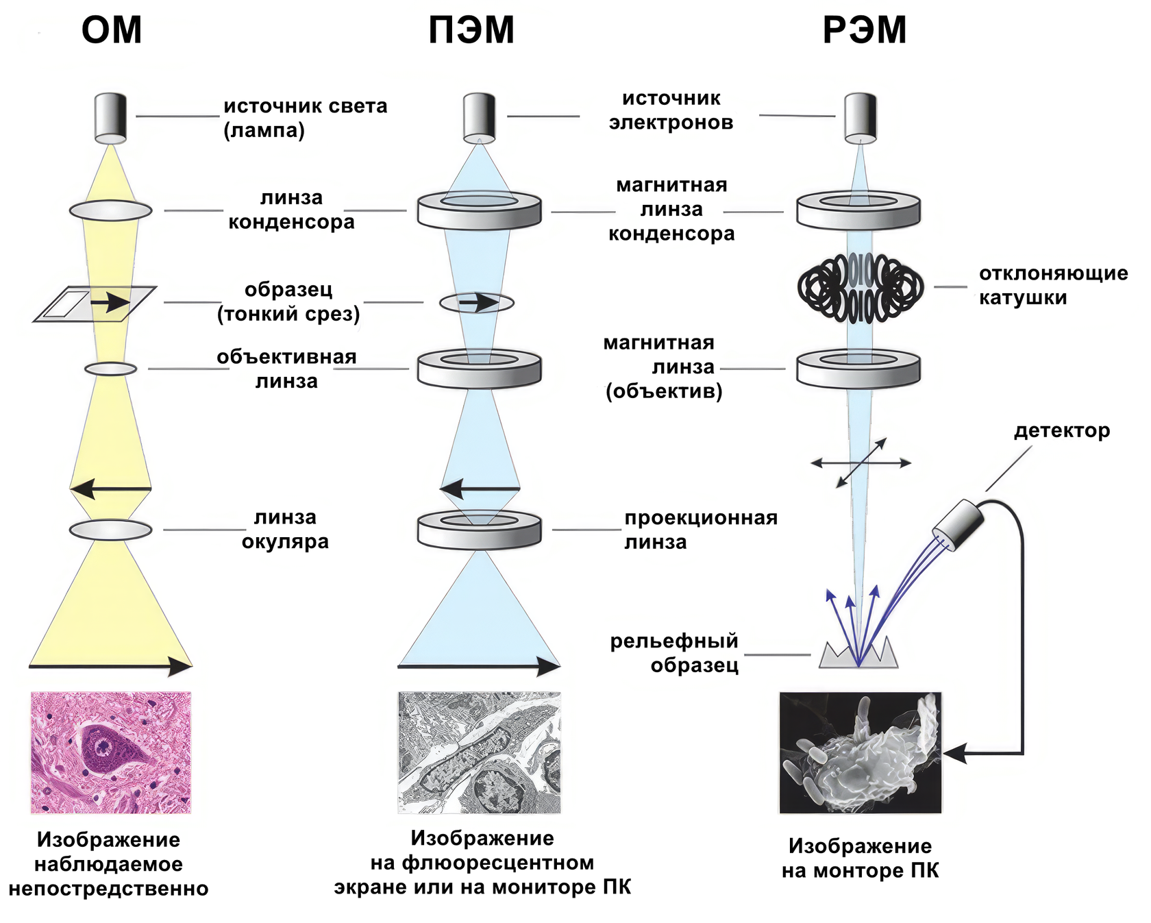 ИНСКАН - Что такое растровый электронный микроскоп?