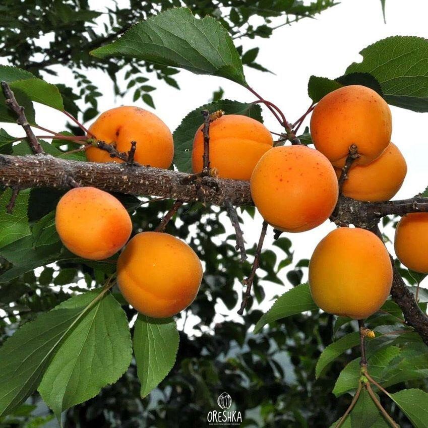 Manchurian apricot — 5 seeds