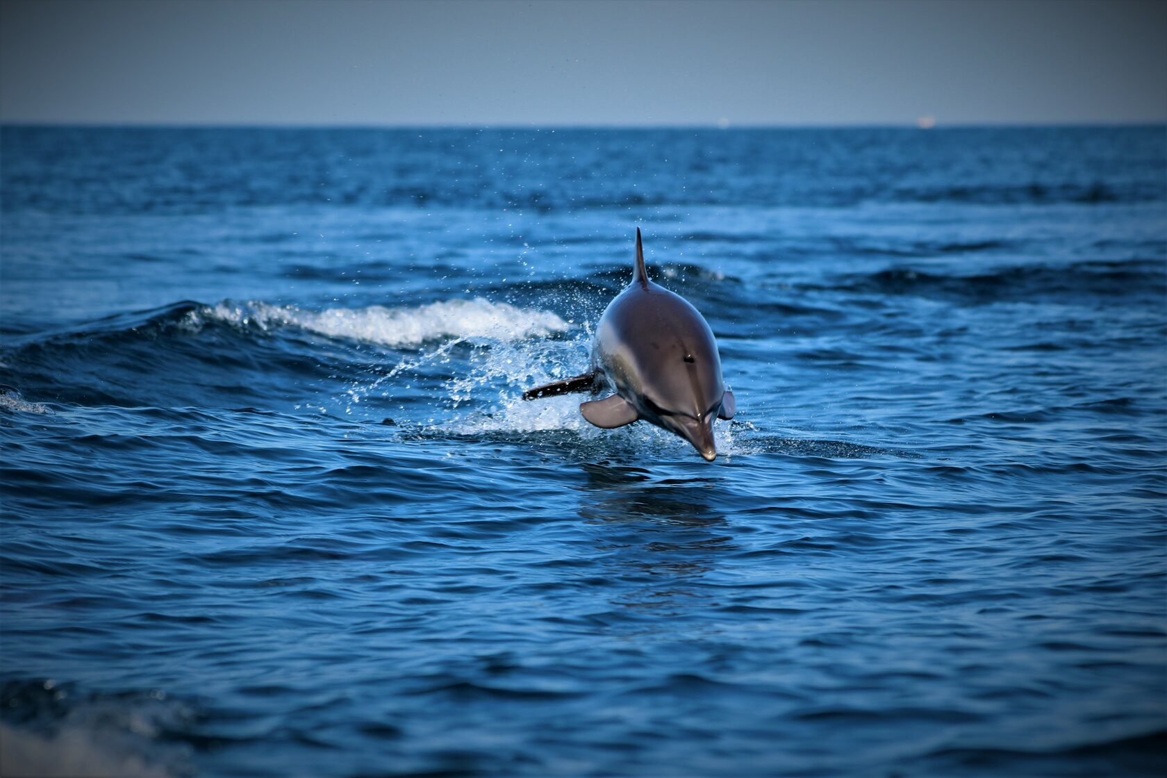 Экспедиция к дельфинам Сочи