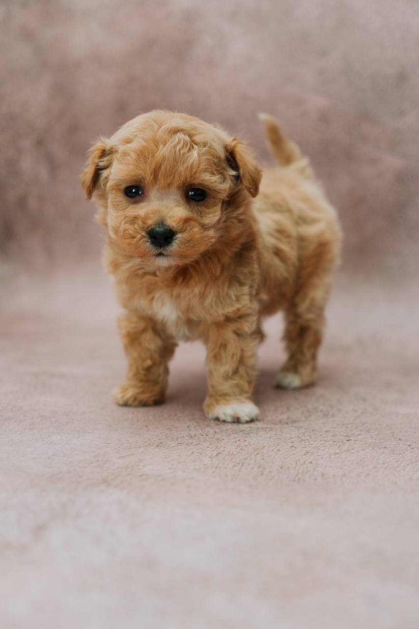 мальтипу, maltipoo, мальтипу фото, мальтипу цена, купить мальтипу, щенок мальтипу, щенки мальтипу, maltipoo puppy, maltipoopuppy, мальтипу ф1, мальтипу ф2, мальтипу мини, мальтипу стандарт, окрасы мальтипу, красный мальтипу, мальтипу ред браун, карамельны