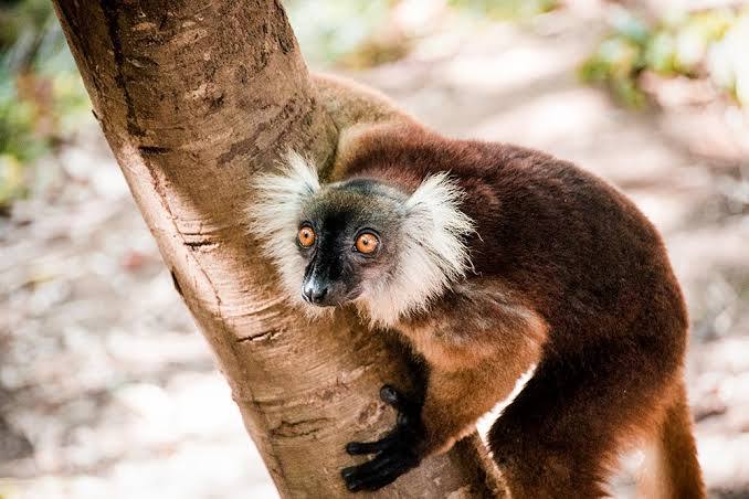 Madagascar cruise and African safari