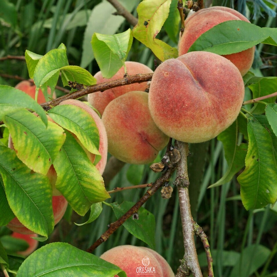 Seeds of Peach (Prunus persica) — 5 pcs