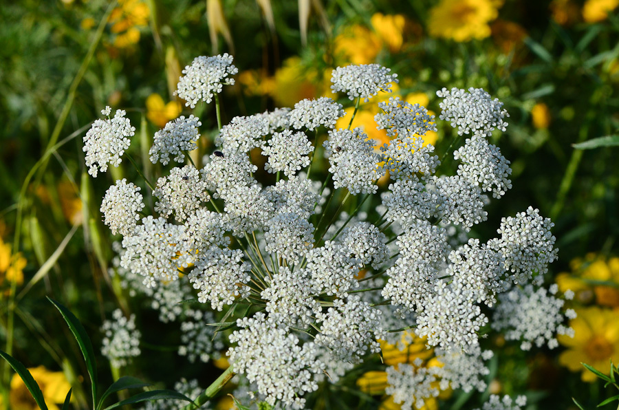 РђРјРјРё majus Visnaga