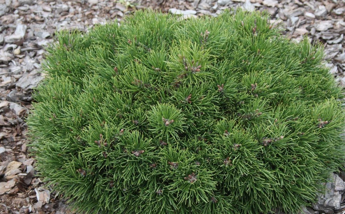 Pinus (сосна) uncinata Grune Welle