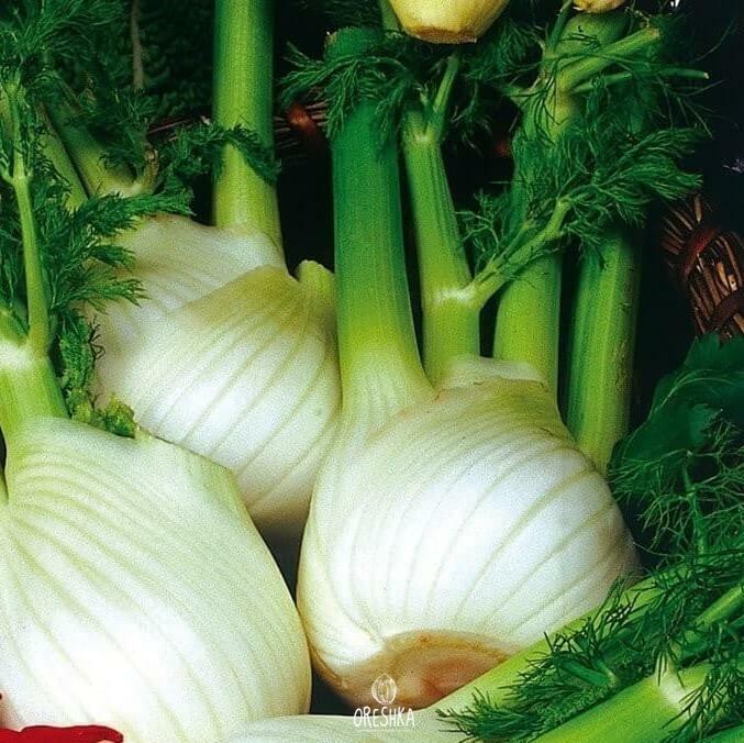 Seeds of Fennel Soprano (Foeniculum vulgare) — 100 pcs