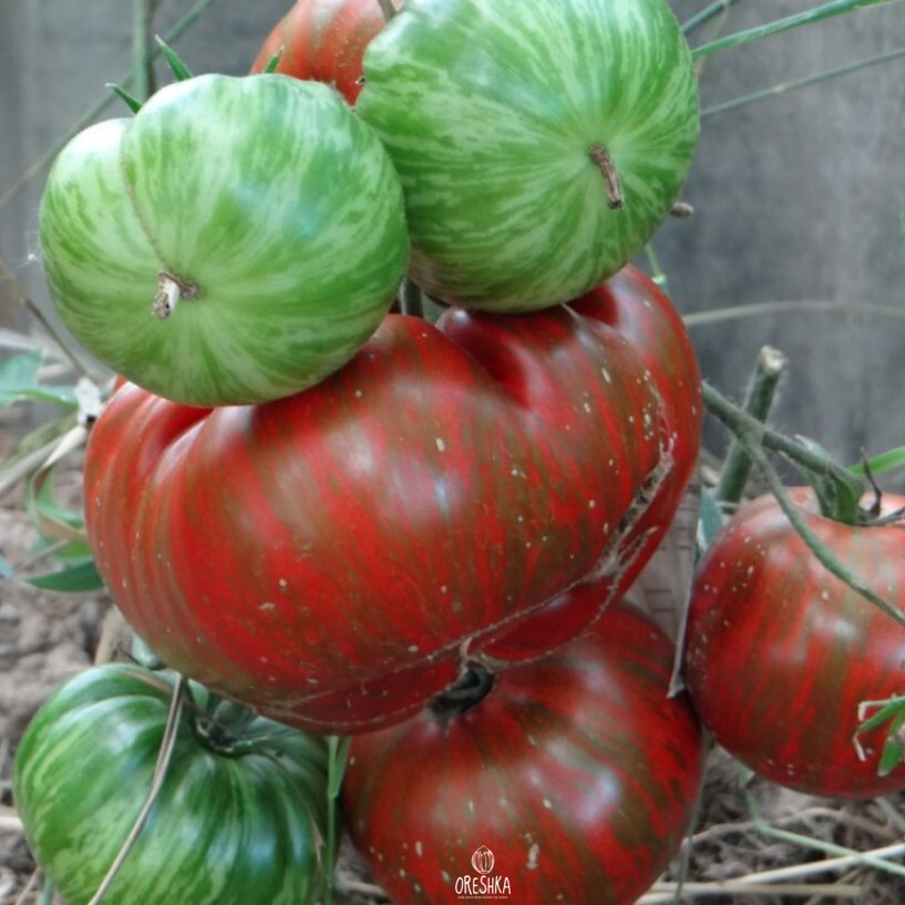 Томат полосатый шоколад описание сорта фото отзывы урожайность - купить по низко