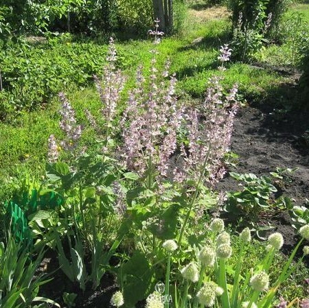 Seeds of Clary sage (Salvia sclarea) — 30 pcs
