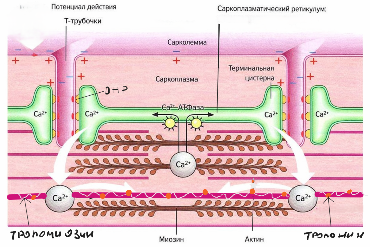 Ein Bild, das Text, Screenshot, Cartoon enthält.
KI-generierte Inhalte können fehlerhaft sein.