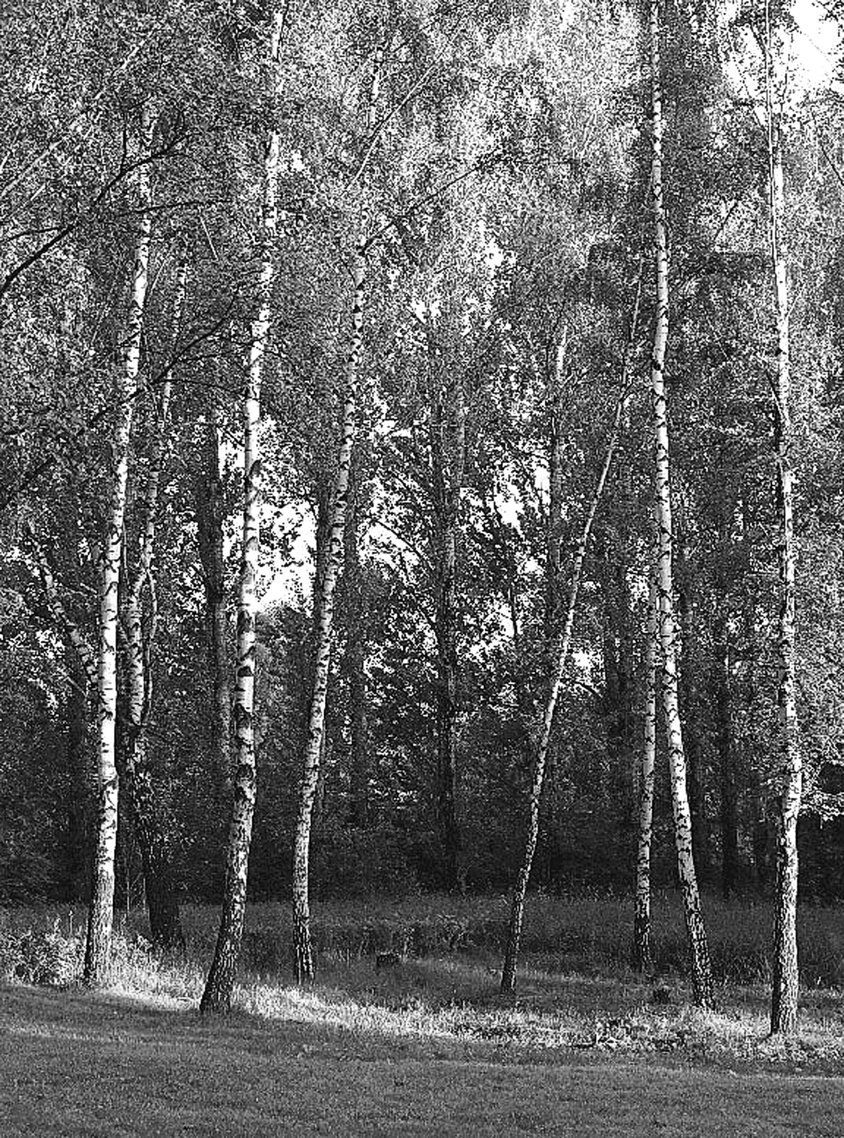 Хвойный лес с березами для гравировки